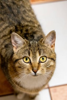 Yoğun sarı gözlü tekir kedi merakla bakıyor, yüksek açılı bir bakış açısından fayanslı zemin zeminine bakıyor.