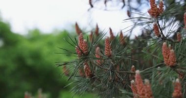 Genç kozalaklı çam ağacı dalları rüzgarda sallanırken bulanık yeşil orman arka planında