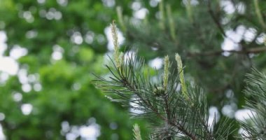 Küçük külahlarla sallanan çam dalları rüzgarda hafifçe dans eder, doğanın güzelliğini ve huzurunu gözler önüne serer.