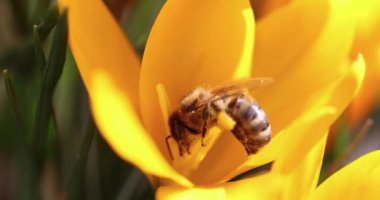 Bal arısı canlı sarı bir çiçek içinde polen topluyor, bahar poleninin güzelliğini sergiliyor.