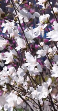 Beyaz çiçekler dallarda canlı, renkli bir arka plana karşı zarifçe çiçek açıyor, bahar güzelliğinin ve yenilenmenin özünü somutlaştırıyor.