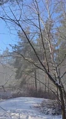 Karlı bir kış ormanında, parlak mavi gökyüzünün altında huş ağacı ve çam ağaçlarını gösteren bir kamera.