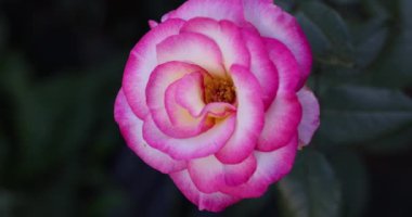 Pembe ve beyaz yapraklı iki renkli gül, doğanın güzelliğini ve çiçek zarafetini sergileyerek altı aşamada çiçek açar.