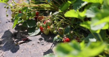 Sarmaşıkta olgunlaşan çilekler yeşilden kırmızıya dönüşüyor. Güneş ışığı yeşillikleri yıkıyor, büyüme sürecini vurguluyor.