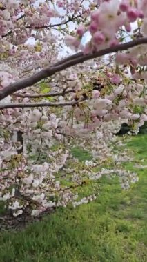 Kamera, narin pembe çiçeklerle süslenmiş bir kiraz ağacının dalına zum yapıyor bahar çiçeklerinin güzelliğini sergiliyor.