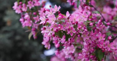 Hafif rüzgâr, canlı pembe çiçeklerle süslenmiş bir dalın içinden esiyor. Huzurlu ve güzel bir manzara yaratıyor.