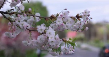 Kiraz ağacının narin beyaz çiçekleri rüzgarda usulca sallanıyor sakin bir sokakta.