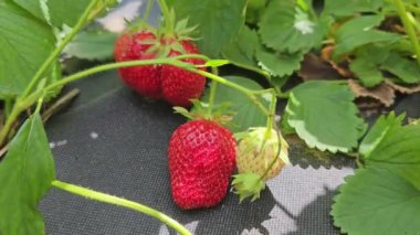 Çilek bitkilerinde yemyeşil yapraklar ve canlı, olgun kırmızı çilekler yer alıyor, doğanın ve tarımın güzelliğini gözler önüne seriyor.
