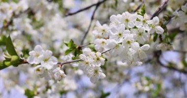 Bahar dalları, doğanın güzelliğini yansıtan canlı yeşil yaprakların yanında narin beyaz çiçekler sergiler.