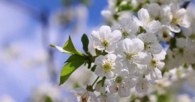 Çiçekler açan beyaz kiraz ağacı baharda güneşli bir gökyüzünün altında güzel bir manzara yaratır.