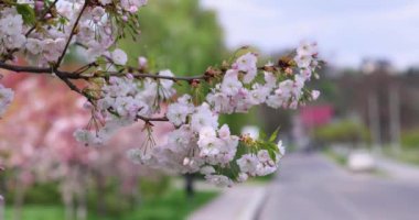 Kiraz ağacı dalları narin beyaz çiçeklerle süslenmiş kalabalık bir şehir sokağında asılı duran, geçen arabalarla