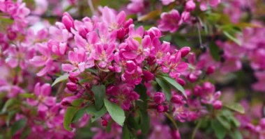 Çiçekler açan pembe çiçekler bir elma ağacının dalını süslüyor, ferahlatıcı bahar rüzgarında usulca sallanıyor.