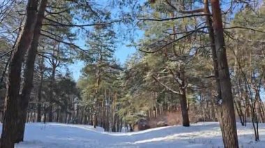 Yukarı doğru bakan kamera güneşli bir kış gününde karla kaplı güzel bir çam ormanını gözler önüne seriyor.
