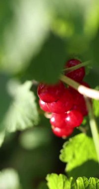 Dalda yetişen kuşüzümü, canlı yeşil yapraklarla çevrili, yaz bahçesinde doğanın güzelliğini sergiliyor.