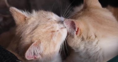 Kedi yavrusu başka bir kedinin kafasını yalıyor. Kapalı gözlerle. Bir anlık şefkat ve şefkat gösteriyor.