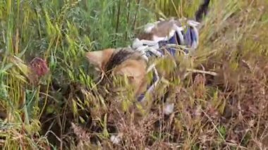 Evcil hayvan kıyafetleri giyen meraklı kedi, güneşli bir günde, uzun otların arasında dolaşır, doğal çevreyle meşgul olur.