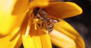 Bal arısı canlı sarı bir çiçeğin içinde polen topluyor, doğanın güzelliğini ve tozlaşmanın önemini gösteriyor.
