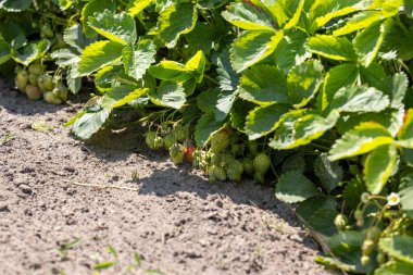 Güneşli bir tarlada yetişen çilekler olgunlaşır, yeşil yapraklara karşı kırmızı meyveler bereketli bir hasat vaat eder.