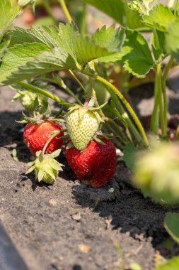 Olgun, kırmızı çilekler ve olgunlaşmamış, yeşil çilekler bahçede yetişen çilekler.