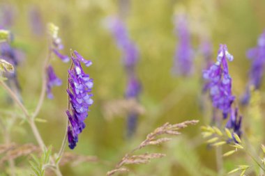 Purple tufted vetch flowers growing in a field, creating a vibrant display of color in the natural landscape clipart