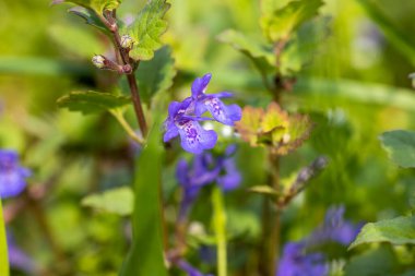 Glechoma hederacea, yaygın olarak yer sarmaşığı olarak bilinir, canlı mor çiçeklerini bahar zamanı yemyeşil bir çayırda sergiler.