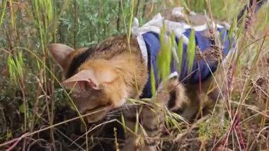 Mavi yelek giyen kedi açık havada uzun otları keşfederken yeri koklar.