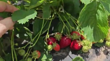 Taze tarımın güzelliğini gözler önüne seren olgun, kırmızı böğürtlenlerle dolu bir çilek bitkisini inceleyen çiftçi.