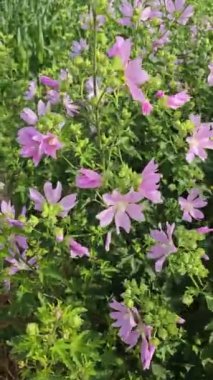 Hafif rüzgarlar, güneşli bir alanda canlı mor çiçekleri sallayarak doğada huzurlu ve huzurlu bir atmosfer yaratıyor.