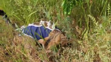 Mavi yelek giyen tekir kedi çimenlerde saklanır. Çevreye karışıp neşeli bir merak sergiler.