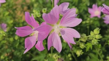 Yumuşak bir rüzgar, dingin bir çayırdaki canlı pembe çiçeklerin arasından esiyor. Huzurlu ve huzurlu bir atmosfer yaratıyor.