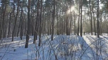 Karla kaplı çam dallarından akan güneş ışığı sakin bir orman manzarasında sakin bir kış manzarası yaratır.