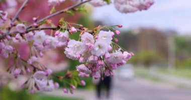 Pembe kiraz çiçekleriyle süslenmiş dal rüzgarda hafifçe sallanıyor, arka planda bulanık bir caddeyi gösteriyor.