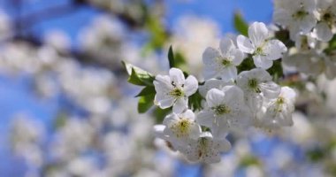 Çiçek açan beyaz kiraz ağacı dalları açık mavi gökyüzüne karşı çarpıcı bir kontrastlık yaratarak baharın güzelliğini gösteriyor.