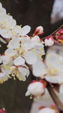 Beyaz kayısı çiçekleri bahar aylarında bir dalda açılır, yumuşak, bulanık bir arka planda geçer.