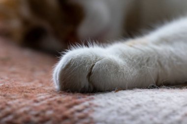 Beyaz kızıl ve beyaz kedi pençesi yumuşak bir battaniyede dinleniyor, narin kürk ve küçük pençeler sergiliyor.