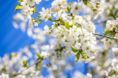 Narin beyaz çiçeklerle dolu kiraz ağacı dalları canlı mavi gökyüzüne karşı açarak ilkbahar yenilenmesinin ve güzelliğin özünü yakalıyor.