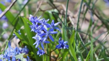 Narin mavi çiçekler ve altı taç yaprağı bahar esintisinde hafifçe sallanıyor, sakin bir açık havada güzelliklerini sergiliyorlar.