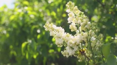 Beyaz leylak çiçekleri bahar esintisinde yumuşak odaklı yeşil bir zemine hafifçe sallanarak sakin ve sakin bir manzara yaratırlar.