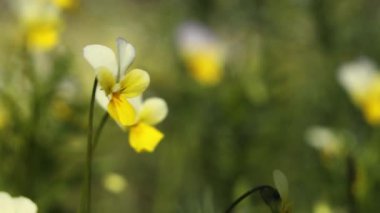 Beyaz ve mor aksanlı sarı nonoş güneşli bir günde rüzgarda hafifçe sallanıyor.