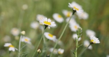 Beyaz papatya rüzgarda sallanıyor. Etrafı benzer çiçeklerle çevrili. Doğanın güzelliğini gözler önüne seriyor.