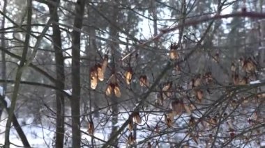 Çıplak dalların arasından esen rüzgar kış boyunca karla kaplı bir ormanda sakin bir atmosfer yaratır.