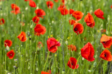 Kırmızı gelincikler yemyeşil bir alanda çiçek açıyor, canlı ve renkli doğal bir manzara yaratıyor güzellik ve sükunetle dolu.