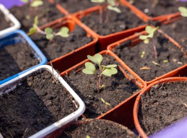 Tohum tepsilerinde büyüyen genç fidanların yakın çekimi, bir bahçe ortamında yeni bir yaşamı ve büyümeyi temsil ediyor.