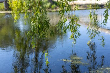 Ağlayan söğüt dalları durgun suyun yüzeyine hafifçe dokunur, güneşli bir günde dalgalanmalar ve yansımalar yaratır.