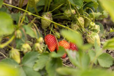 Çilek bitkisinin yeşil yaprakları arasında yetişen olgun, kırmızı çileklerin yakın çekimi, hasat için hazır.