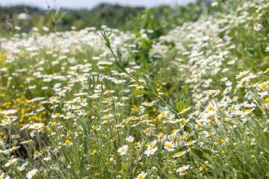 Çiçek açan papatya çiçekleri güneşli bir yaz tarlasını dolduruyor, huzurlu bir kırsal alanda canlı ve huzurlu bir doğal arka plan oluşturuyor.