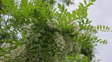 Akasya ağacının dalları rüzgarda hafifçe sallanıyor, canlı yeşil yapraklar ve narin beyaz çiçekler sergiliyor.