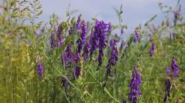 Mor çiçekler bir tarlada usulca sallanıyor. Sıcak bir yaz gününde açık mavi gökyüzünün altında sakin bir atmosfer yaratıyor.