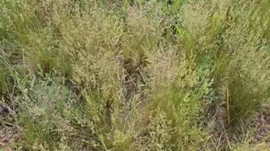 Çimenlerin arasından esen hafif rüzgar güneşli bir yaz gününde huzurlu bir çayırda dingin bir atmosfer yaratır.