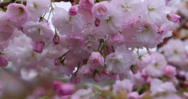 Narin pembe ve beyaz kiraz çiçekleri sakin bahar esintisinde usulca sallanarak doğanın mevsimsel yenilenmesini ve güzelliğini yakalıyor.
